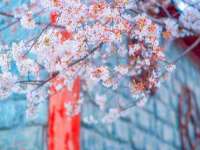 上海草藤信息科技有限公司