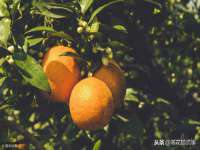 上海草藤信息科技有限公司