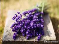 上海草藤信息科技有限公司